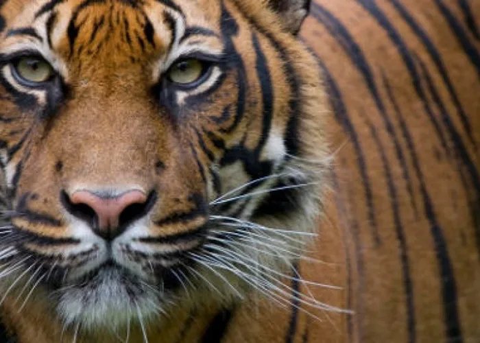 Pria di Padang Pariaman Gagal Cabut Kumis Harimau, Ini Penyebabnya!