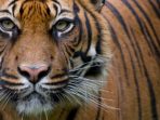 Harimau Terkam Remaja di Siak, Terdengar Jeritan Korban Minta Tolong