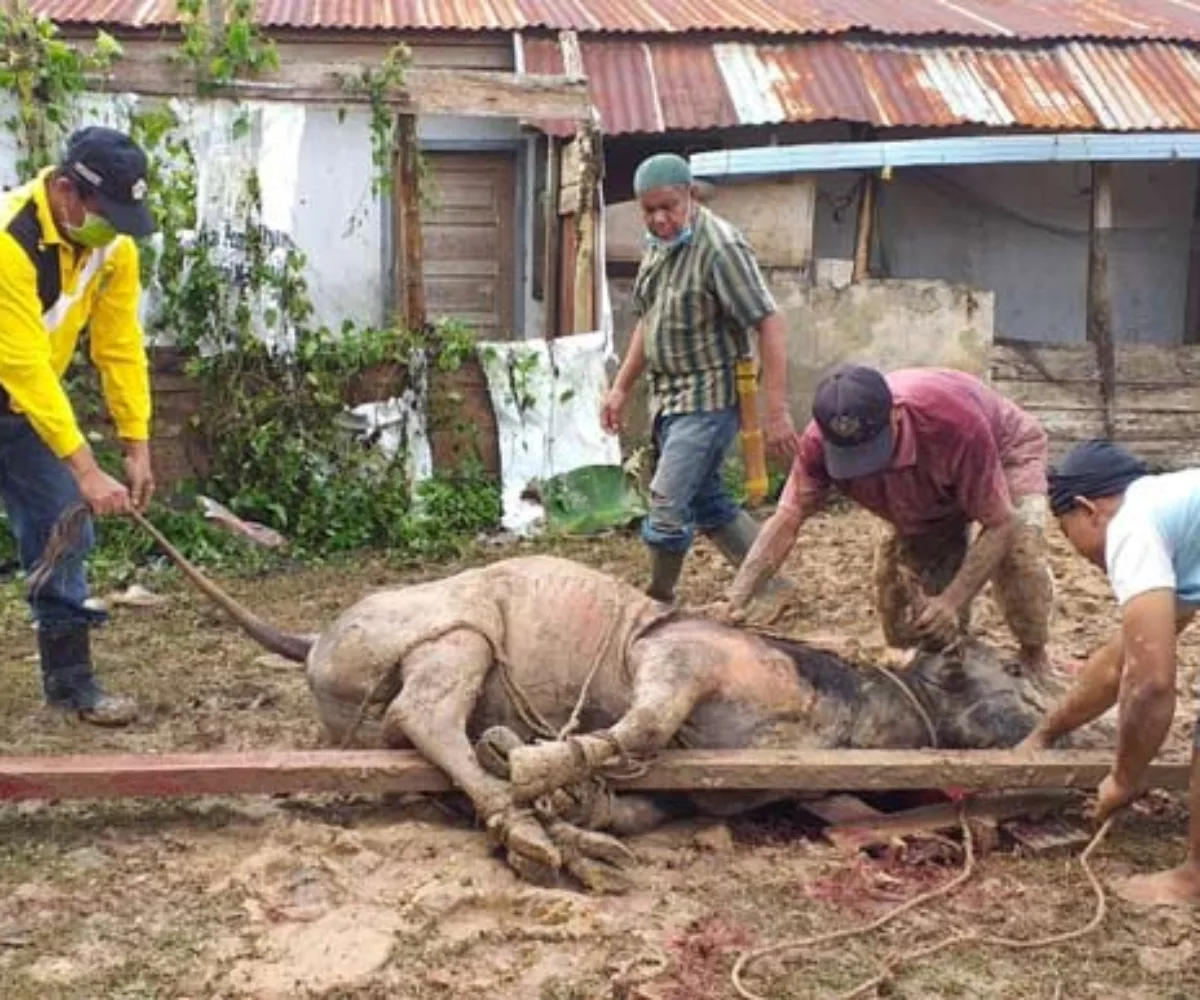 Sumbang Satu Ekor Sapi, Sekdakab Hendrizal: Jadikan Idul Adha Momen Tingkatkan Solidaritas