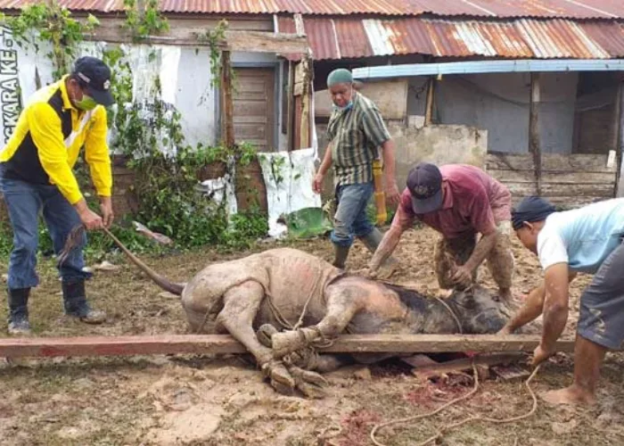 Sumbang Satu Ekor Sapi, Sekdakab Hendrizal: Jadikan Idul Adha Momen Tingkatkan Solidaritas