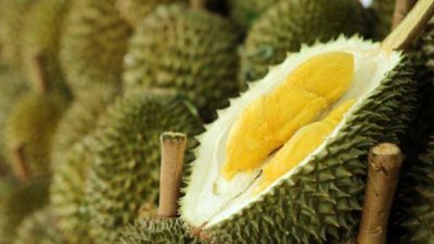 Ribuan Durian dari Agam Sumbar Setiap Hari Dikirim ke Jakarta dan Riau