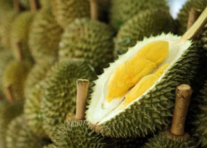 Ribuan Durian dari Agam Sumbar Setiap Hari Dikirim ke Jakarta dan Riau
