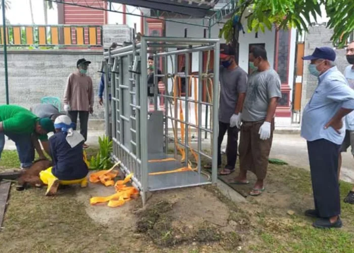 Pengurus Masjid Al Mukminin Siapkan Kerangkeng Penumbang Sapi