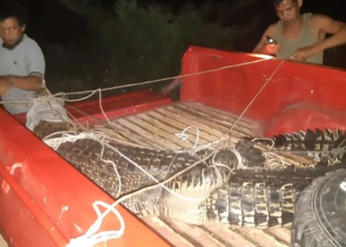 Usai Ditangkap Warga, BBKSDA Riau Evakuasi Buaya Sepanjang 3 Meter di Inhil