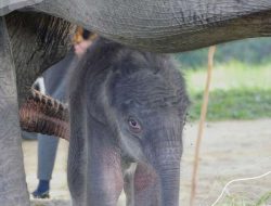 Cerita Gajah Nia, Terjerat Jebakan Sampai Melahirkan Bayi di PLG Minas Riau
