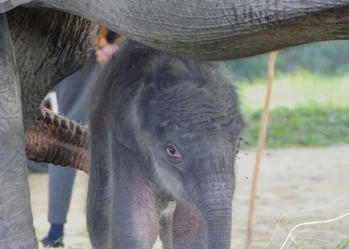 Cerita Gajah Nia, Terjerat Jebakan Sampai Melahirkan Bayi di PLG Minas Riau