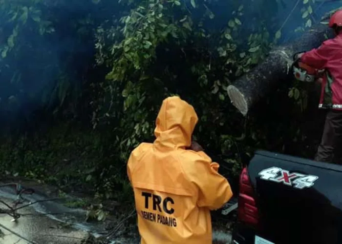 Relawan TRC Semen Padang Evakuasi Pohon Tumbang di Jalan Lintas Padang-Solok