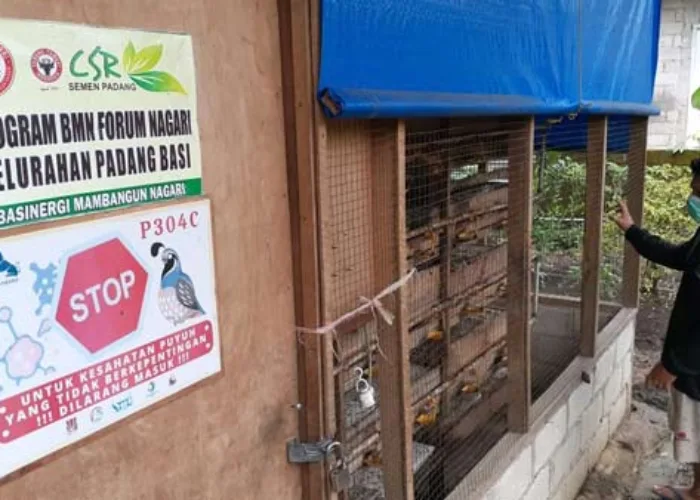 UMKM Rumah Dagang Sukses Budidayakan Puyuh Petelur Berkat Dukungan Semen Padang