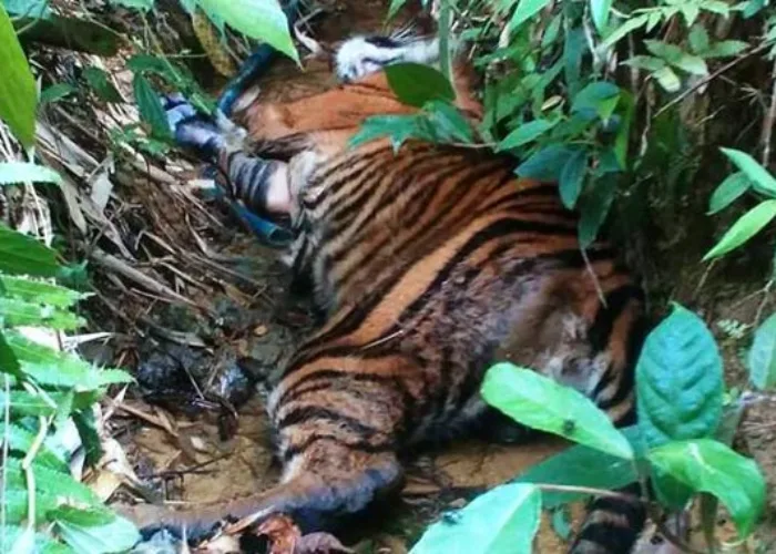 Sepanjang 2020 Sudah Dua Harimau Mati di Riau Akibat Ulah Pemburu
