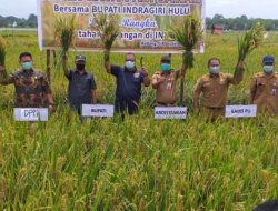 Panen Raya Padi Sawah, Bupati Yopi Arianto Ajak Masyarakat Kembangkan Lahan Pertanian
