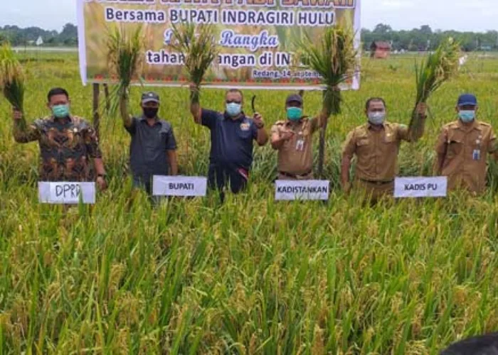 Panen Raya Padi Sawah, Bupati Yopi Arianto Ajak Masyarakat Kembangkan Lahan Pertanian
