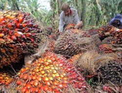 Asosiasi Petani Sawit Riau Pertanyakan Pungutan per Minggu Capai Rp2,9 Miliar