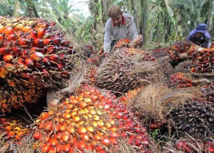 Asosiasi Petani Sawit Riau Pertanyakan Pungutan per Minggu Capai Rp2,9 Miliar