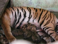 Harimau Sumatera Tewas Mengenaskan Usai Terjerat Kawat di Siak