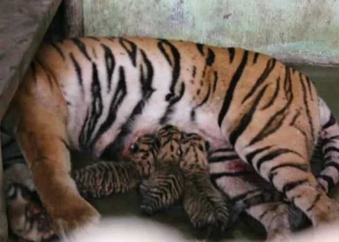 Harimau Sumatera Tewas Mengenaskan Usai Terjerat Kawat di Siak Riau