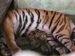 Harimau Sumatera Tewas Mengenaskan Usai Terjerat Kawat di Siak Riau