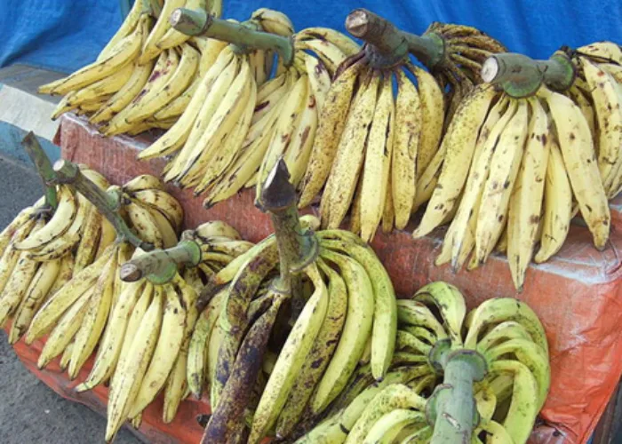 Ada 10 Manfaat Pisang Tanduk, Salah Satunya Cegah Kanker Darah