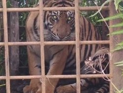 Dua Harimau Sumatera Masuk Perangkap BKSDA di Solok