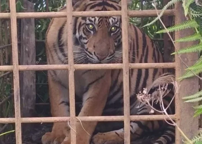 Dua Harimau Sumatera Masuk Perangkap BKSDA di Solok