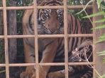 Dua Harimau Sumatera Masuk Perangkap BKSDA di Solok