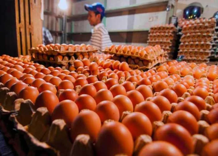 Harga Telur Ayam di Pekanbaru Capai Rp60.000/Papan