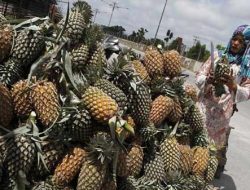 Cobalah Makan Nanas dan Rasakan Enam Manfaatnya Bagi Kesehatan