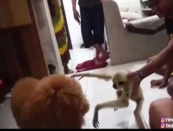 Organisasi Pecinta Satwa di Riau Kecam Kapolres Pelalawan