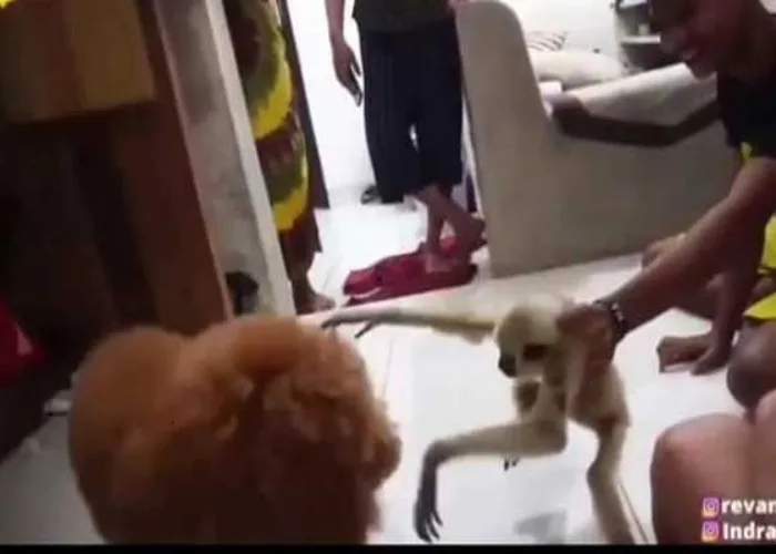 Video Adu Anjing dengan Hewan Dilindungi Diduga Peliharaan Kapolres Pelalawan Viral