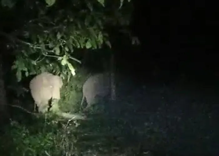 2 Gajah Liar Masuk Kebun Warga Pelalawan, Petasan Giring Kembali ke Habitat