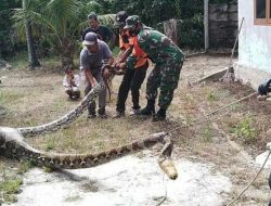 Warga Geger Temukan Ular Piton Kekenyangan Usai Santap Kambing Bunting