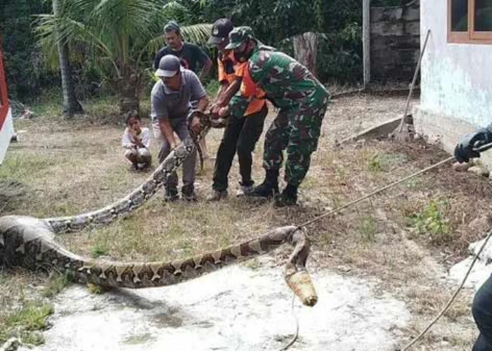 Warga Geger Temukan Ular Piton Kekenyangan Usai Santap Kambing Bunting