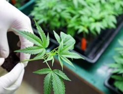Ketika Thailand Promosikan Ganja Sebagai Tanaman Komersial, Ini Harapannya