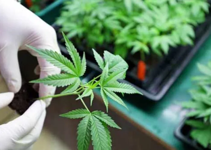 Ketika Thailand Promosikan Ganja Sebagai Tanaman Komersial, Ini Harapannya