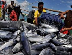 Nilai Ekspor Perikanan Sumatera Barat Januari 2021 Capai Rp 3,6 Miliar