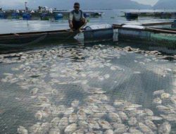 Cuaca Ekstrim Sebabkan 5 Ton Ikan di Danau Maninjau Sumbar Mati