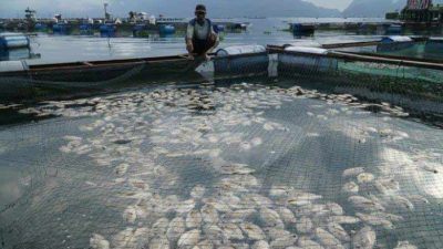 Cuaca Ekstrim Sebabkan 5 Ton Ikan di Danau Maninjau Sumbar Mati