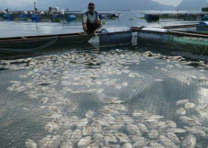 Cuaca Ekstrim Sebabkan 5 Ton Ikan di Danau Maninjau Sumbar Mati