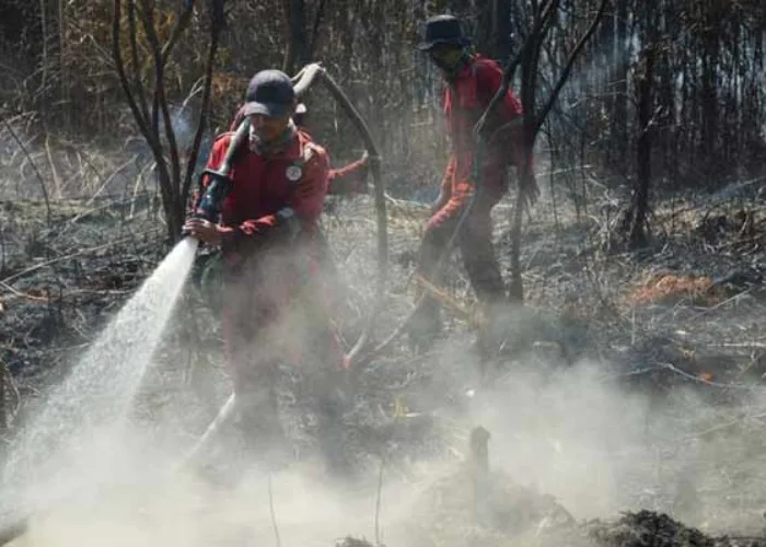 100 Hektare Kawasan Hutan Cagar Biosfer Terbakar, Diduga Disengaja, Ini Penjelasan BBKSDA Riau