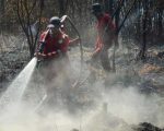 100 Hektare Kawasan Hutan Cagar Biosfer Terbakar, Diduga Disengaja, Ini Penjelasan BBKSDA Riau