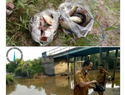 Habitat Ikan Baung dan Barau di Sungai Lalak Inhu Riau Mati, Penyebabnya Masih Tunggu Hasil Labor