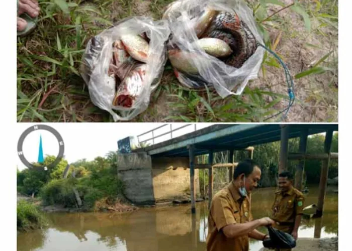 Habitat Ikan Baung dan Barau di Sungai Lalak Inhu Riau Mati, Penyebabnya Masih Tunggu Hasil Labor
