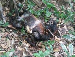 5 Kambing Warga di Sumbar Mati Misterius, Makhluk Inilah Penyebabnya