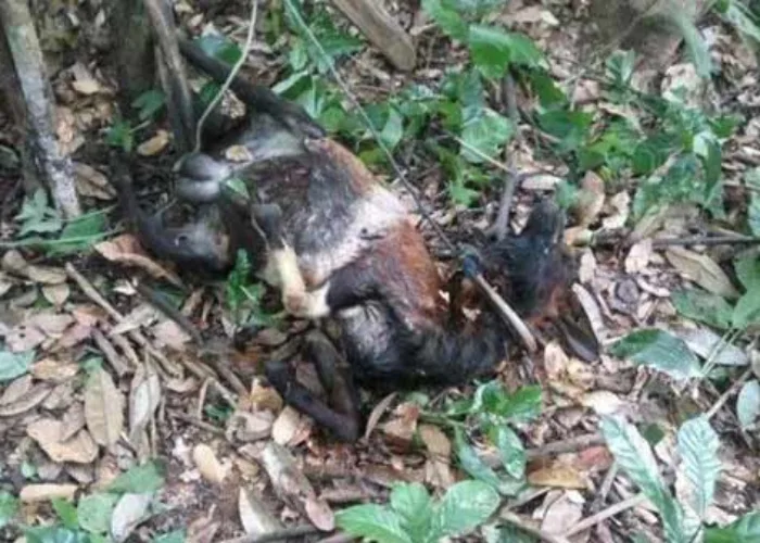 5 Kambing Warga di Sumbar Mati Misterius, Makhluk Inilah Penyebabnya