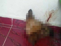 Pelaku Teror Kepala Anjing di Rumah Pejabat Kejati Riau Ditangkap