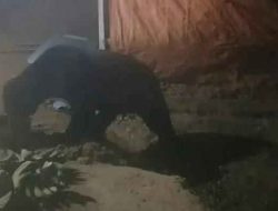 Warga Sijunjung Sumbar Diserang Beruang Saat Masuk Hutan Mencari Petai