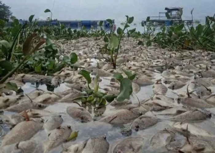 Angin Kencang Sebabkan 10 Ton Ikan di Danau Maninjau Mati Massal