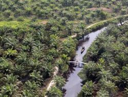 Perusahaan Besar Kuasai 1 Juta Hektare Lahan Perkebunan Sawit di Riau