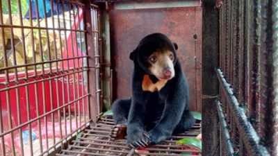BBKSDA Riau Evakuasi Beruang Madu dari Mandah Inhil