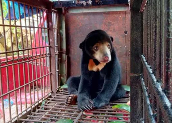 BBKSDA Riau Evakuasi Beruang Madu dari Mandah Inhil