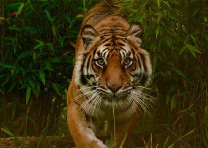 Ketika Harimau Sumatera Buntuti Pekerja Kebun Sawit di Inhil Riau